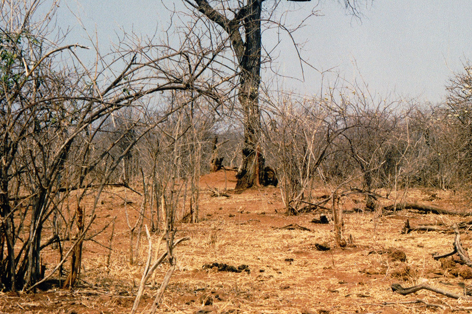botswana/chobe_lion_hiding