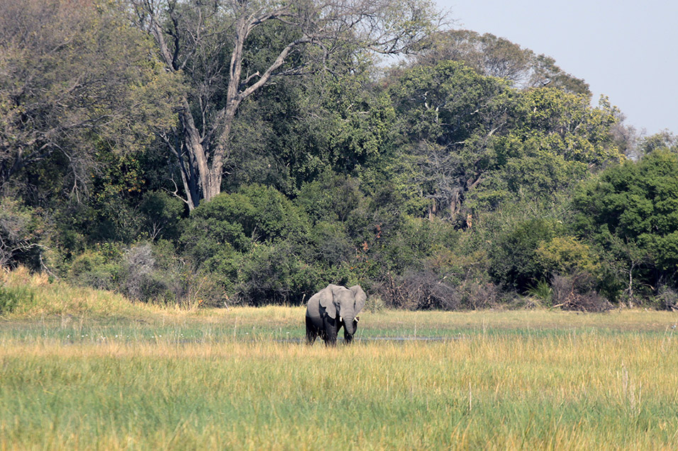 botswana/okavango_tubu_elephant_meadow