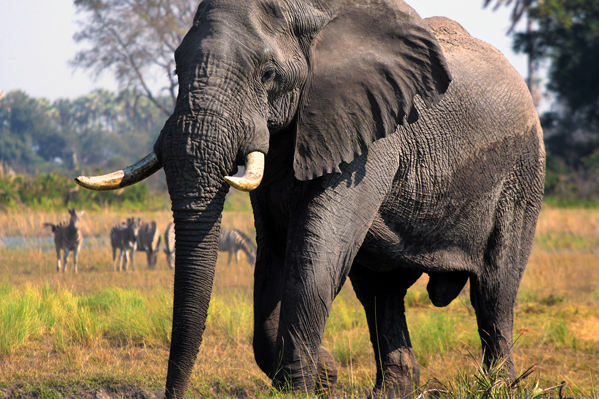botswana/okavango_tubu_grand_elephant