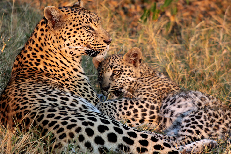 botswana/okavango_tubu_leopard_cub_thinking