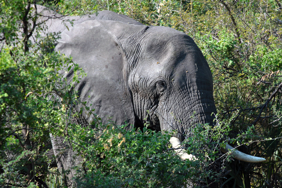 botswana/tubu_elephant_bushes