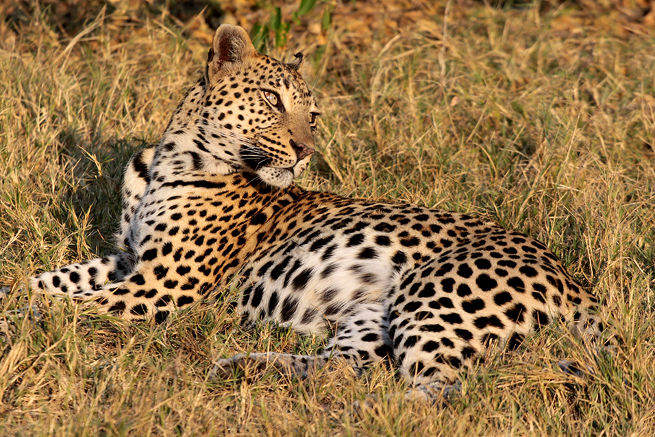 botswana/tubu_leopard_looking
