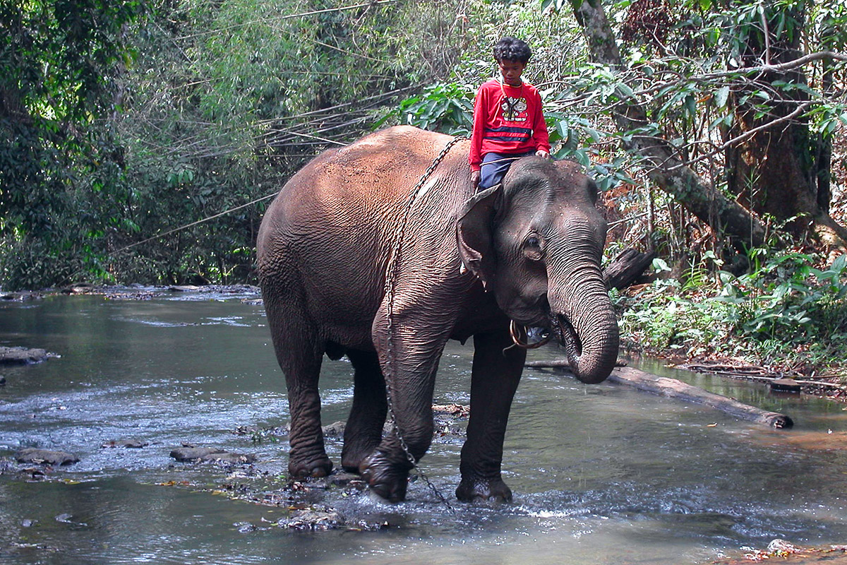 cambodia/mondulkiri_elephant_mahout_river