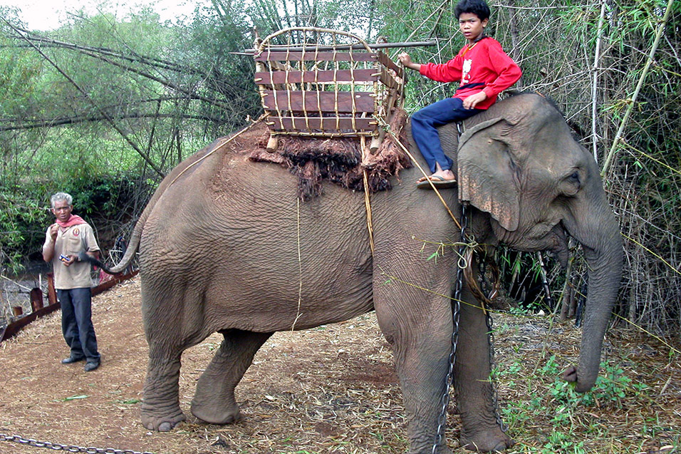 cambodia/mondulkiri_my_elephant