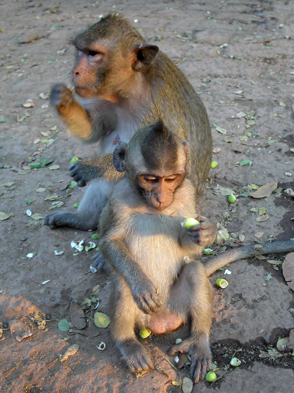 cambodia/phnom_penh_monkeys