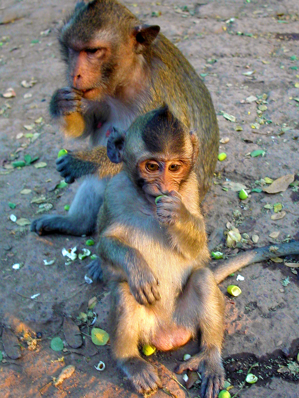 cambodia/phnom_penh_monkeys_eating