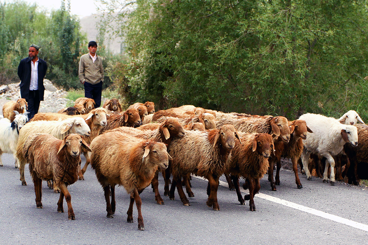 china/2010/karakoram_herd