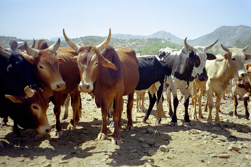 eritrea/karen_animal_market_cows