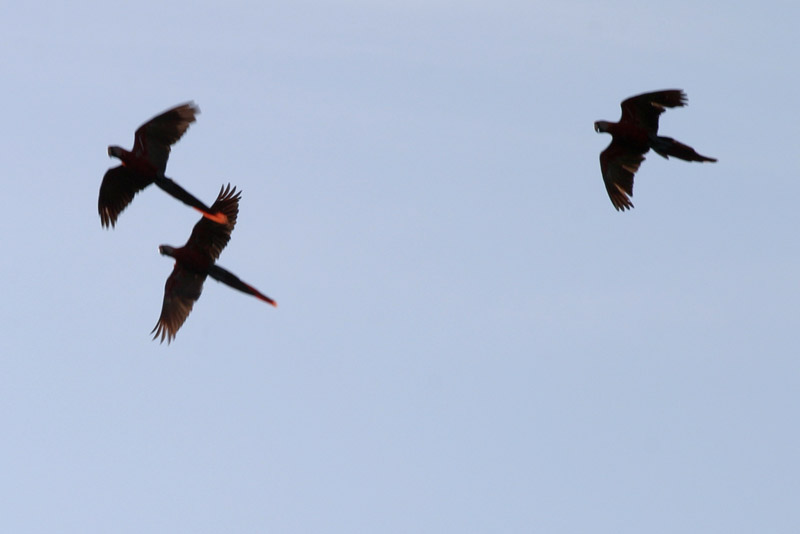 honduras/honduras_macaw_flying
