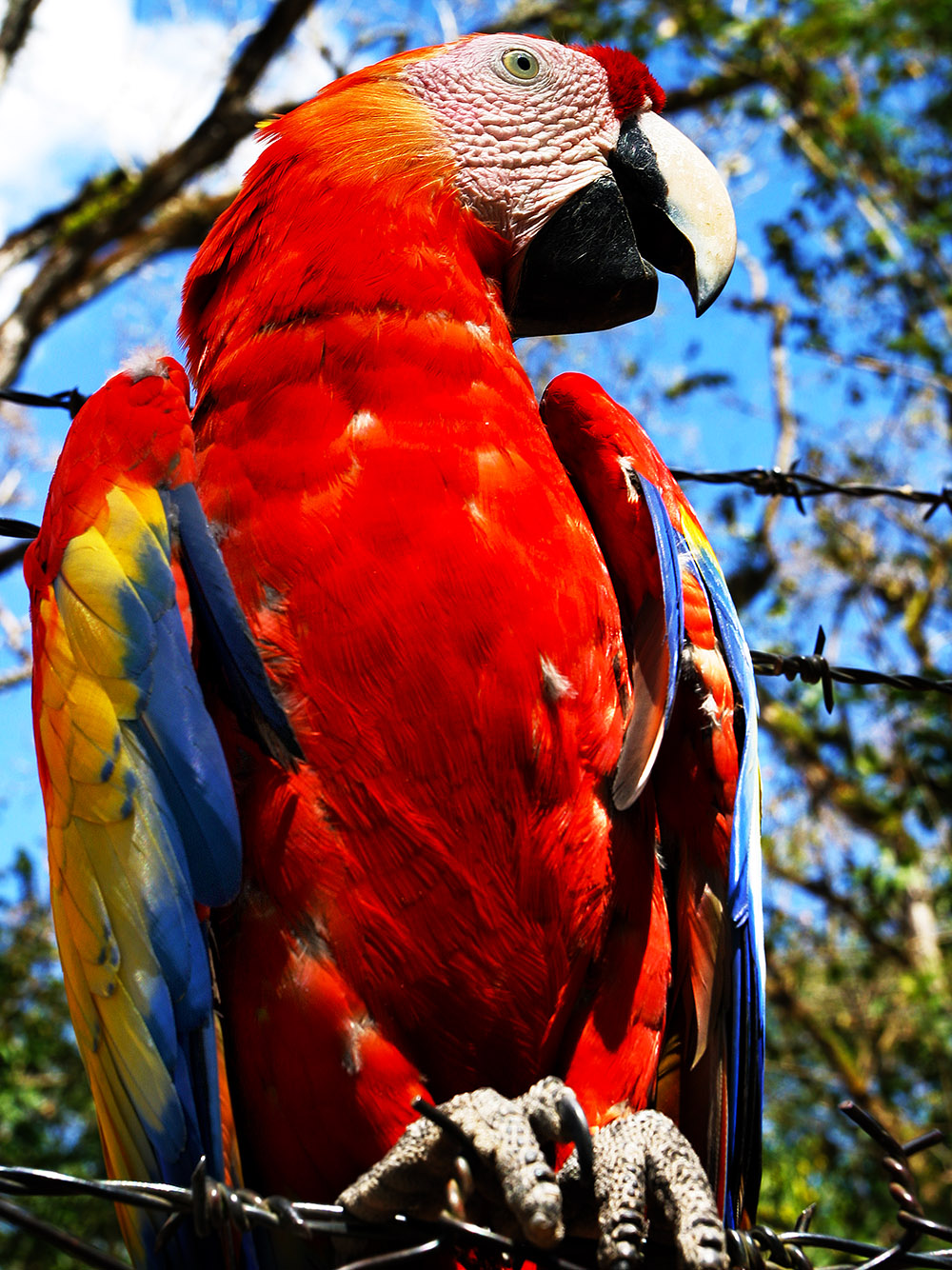 honduras/macaw_one