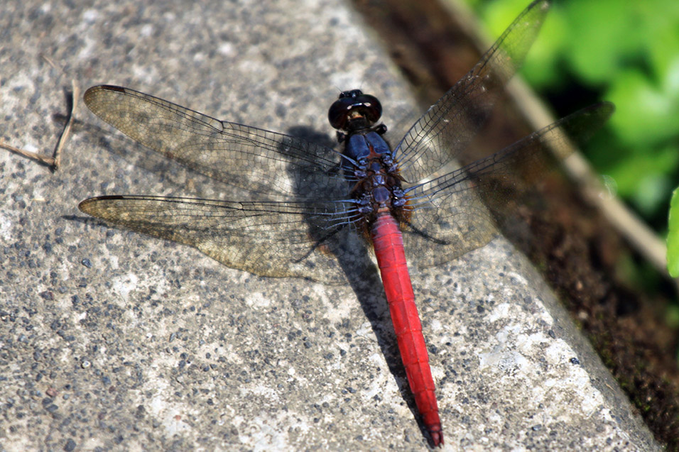 indonesia/bali_dragonfly