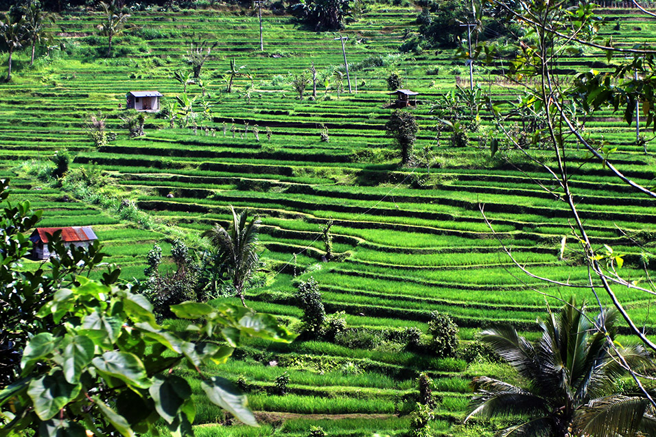 indonesia/jatiluwih_rice_terraces_full_view