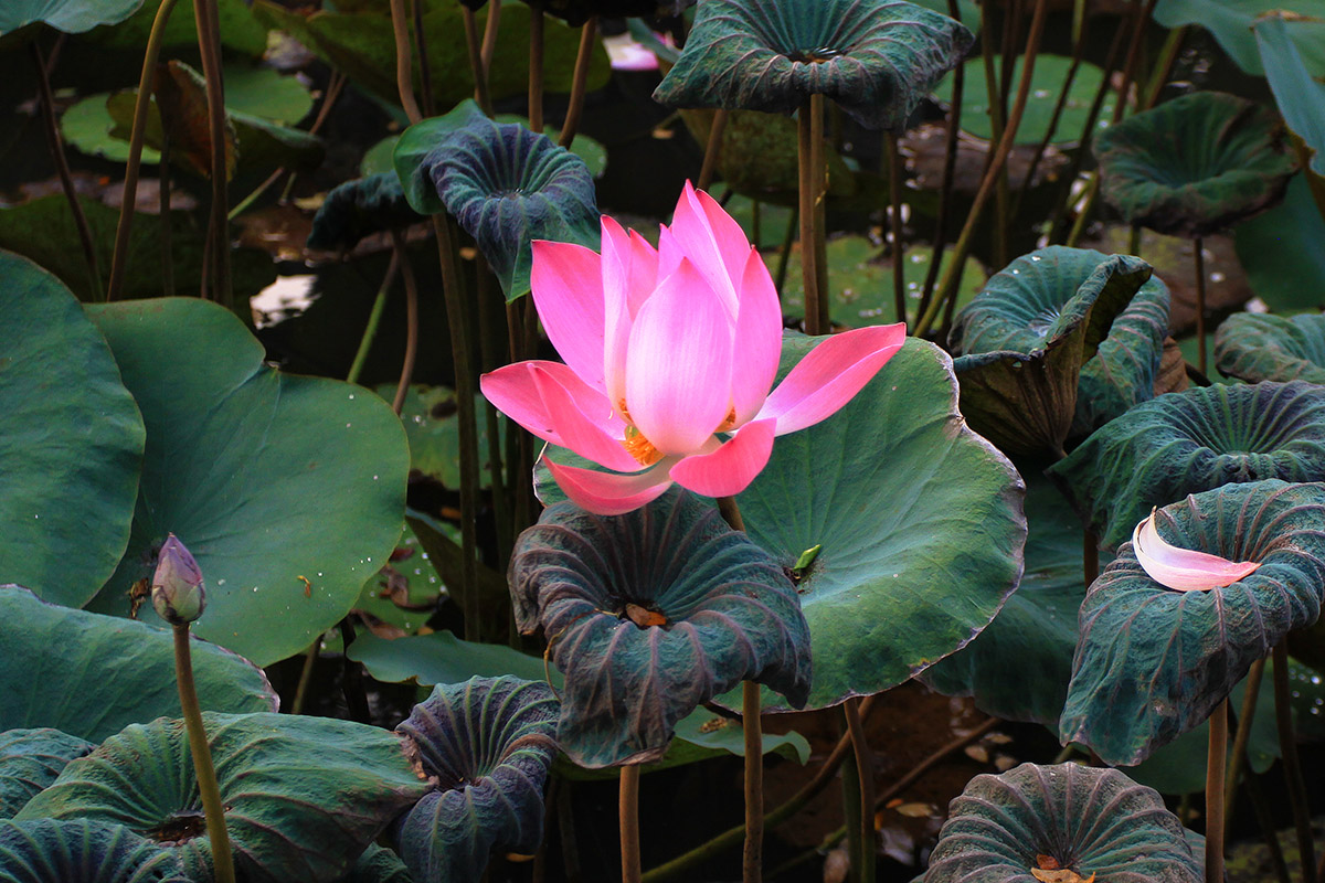 indonesia/ubud_lotus_flower