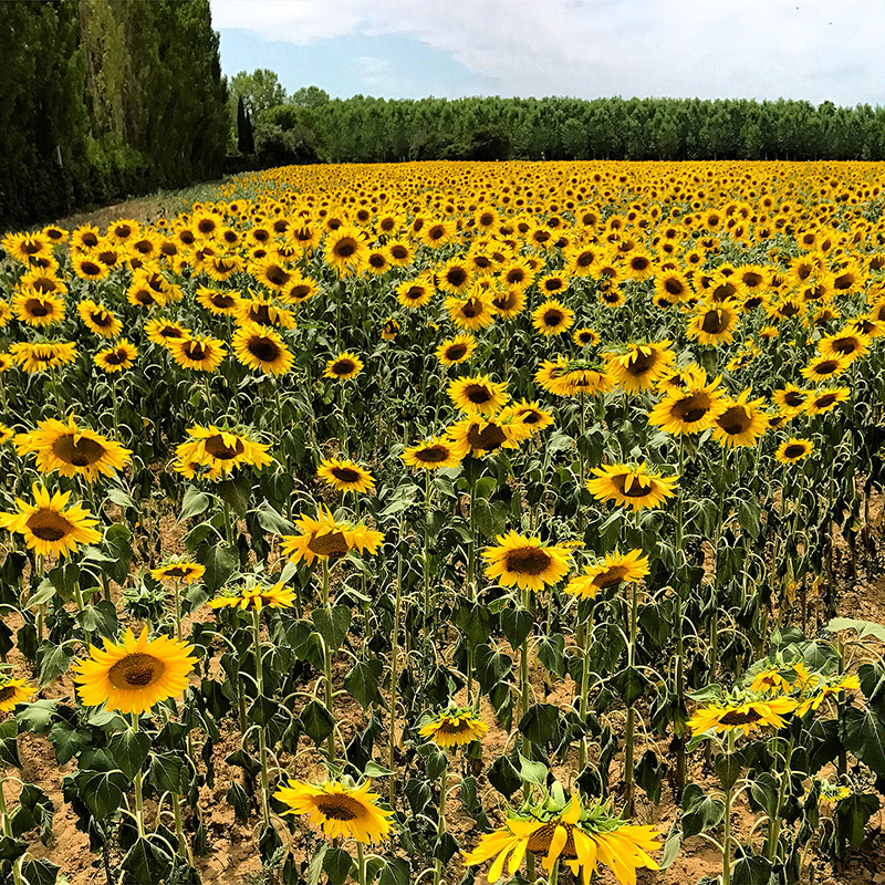 italy/2017/tuscany_sunflowers
