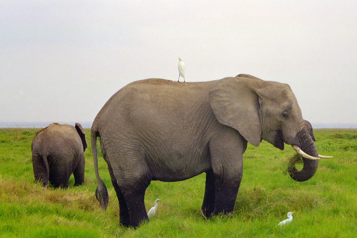 kenya/amboseli_elephants_bird_profile