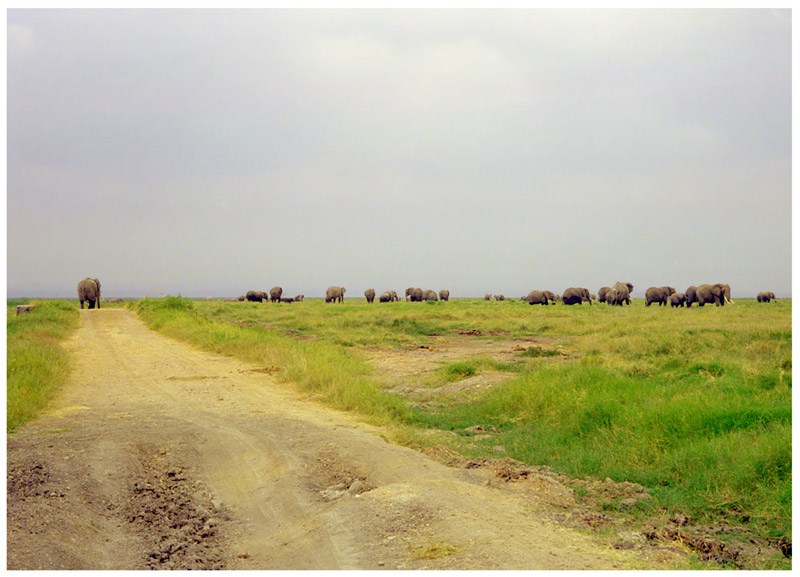 kenya/amboseli_elephants_on_road