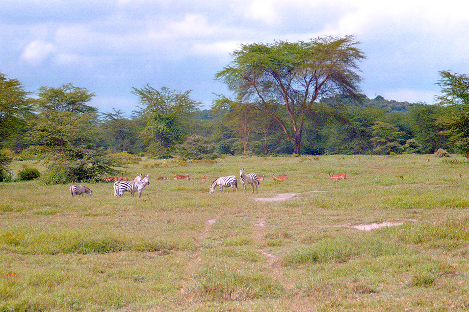 kenya/hells_gate_zebras