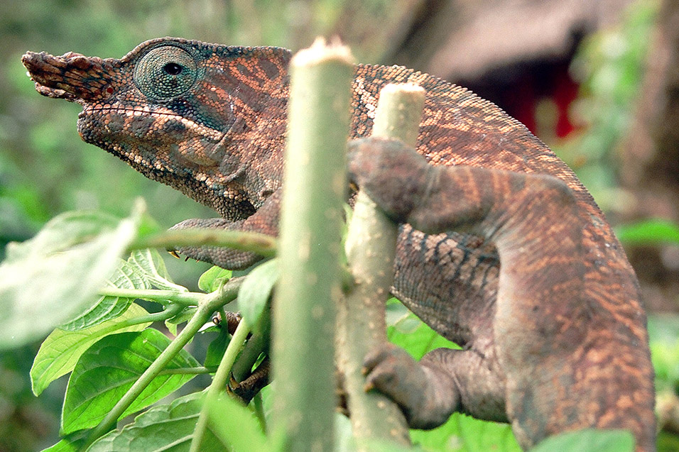 madagascar/chameleon