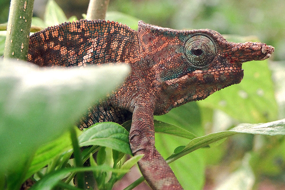 madagascar/chameleon_looking_east