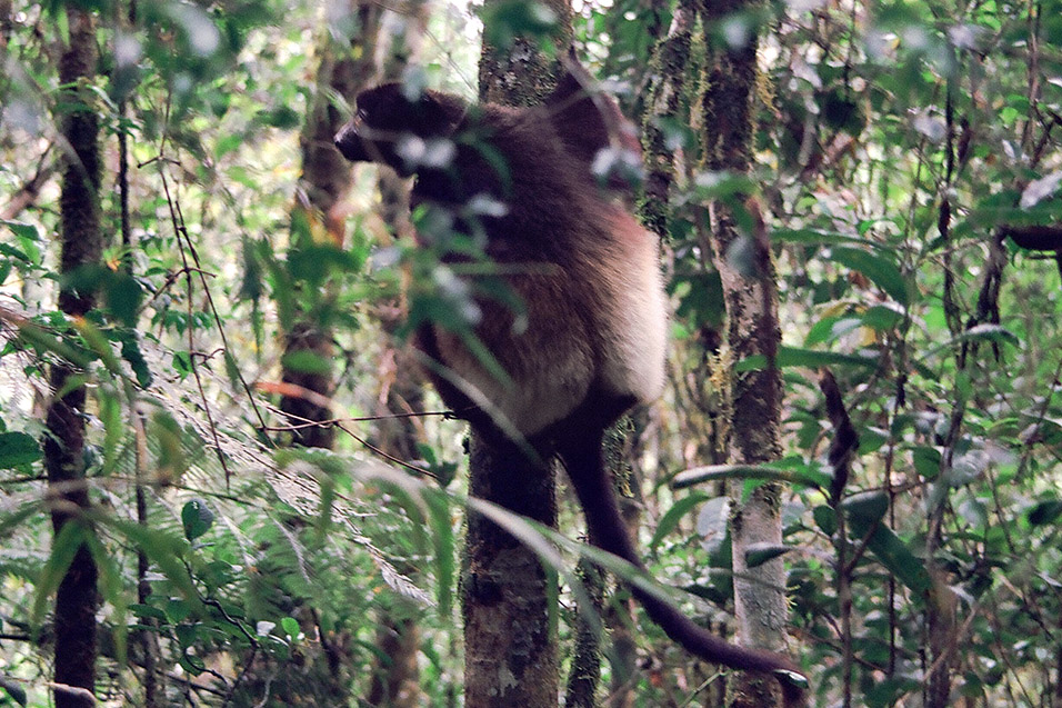 madagascar/ranomafana_lemur_peering