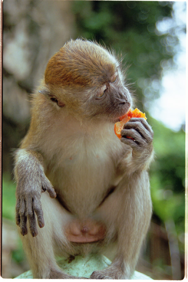 malaysia/1999/cave_monkey_eating