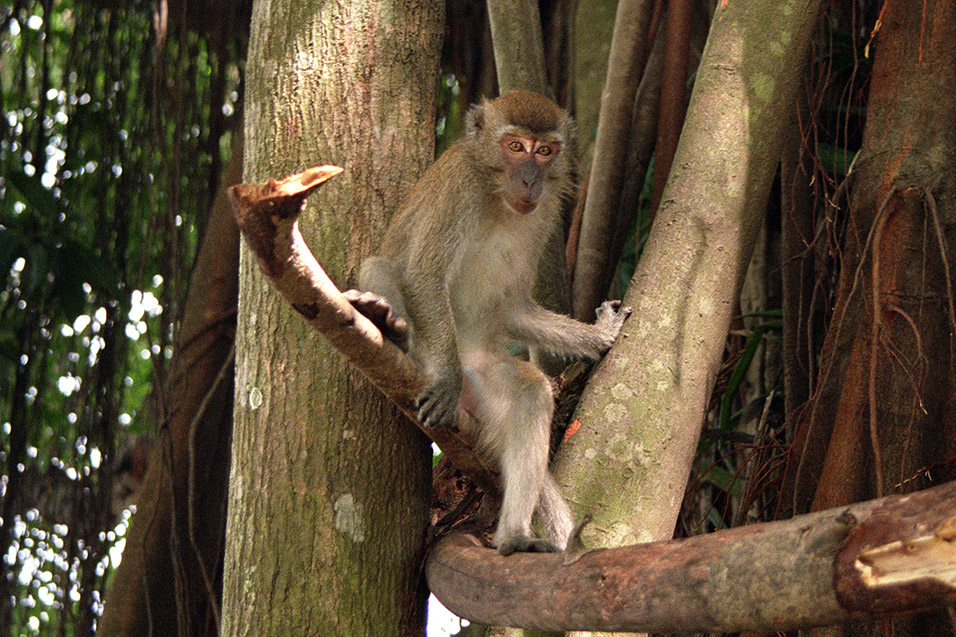 malaysia/1999/kl_monkey