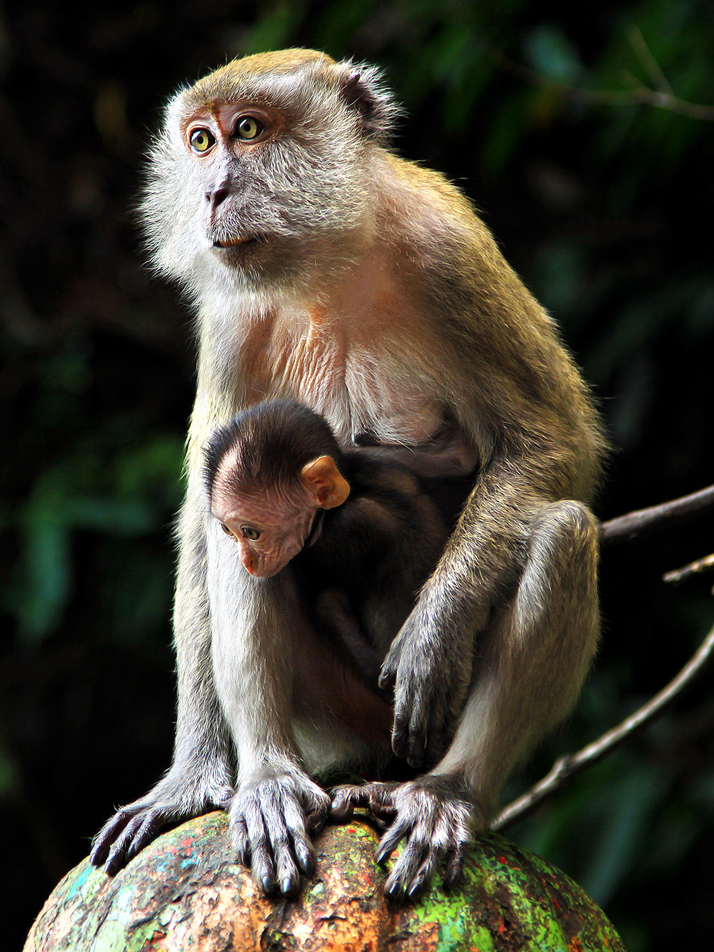 malaysia/2013/monkey_baby