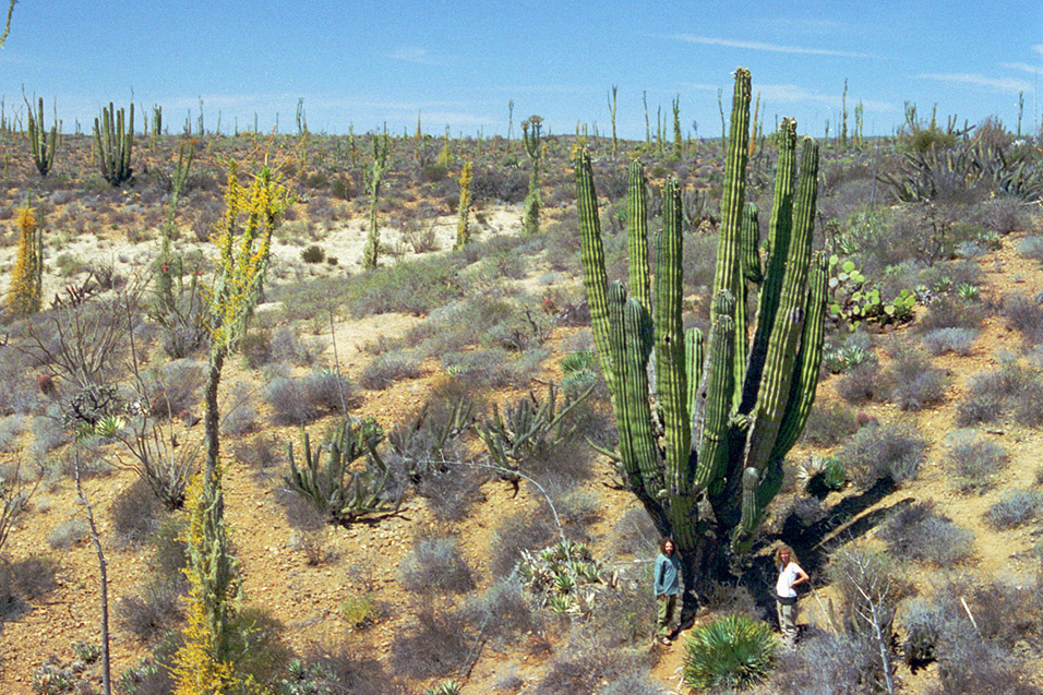 mexico/1997/baja_brian_tina_cactus
