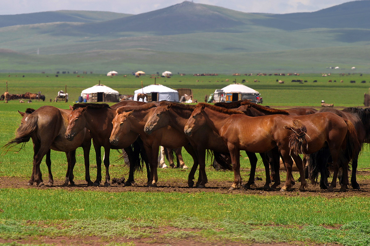 mongolia/countryside_horses_gers