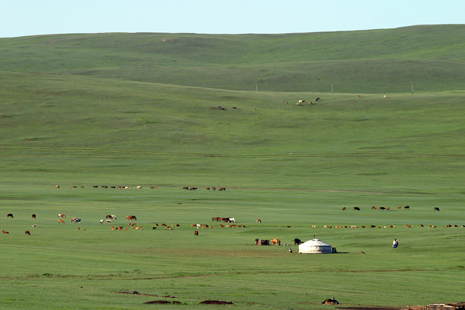 mongolia/train_ger_horse_view