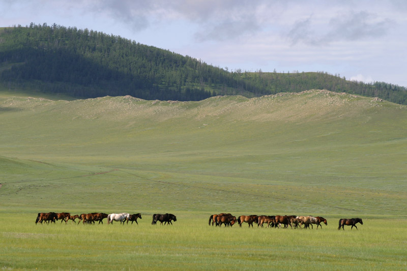 mongolia/wild_horses