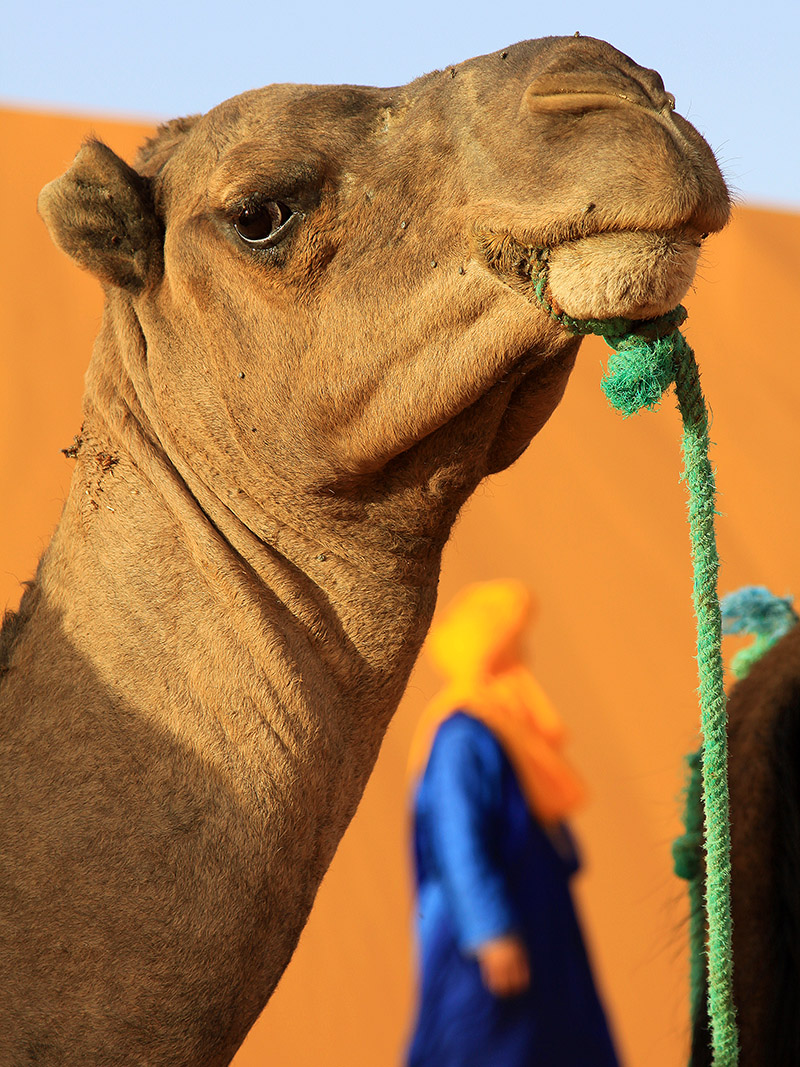 morocco/erg_chebbi_camel_berber