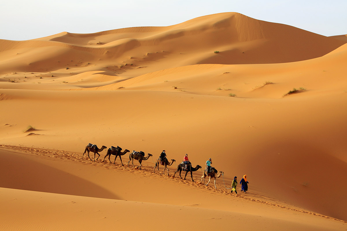 morocco/erg_chebbi_camel_chain