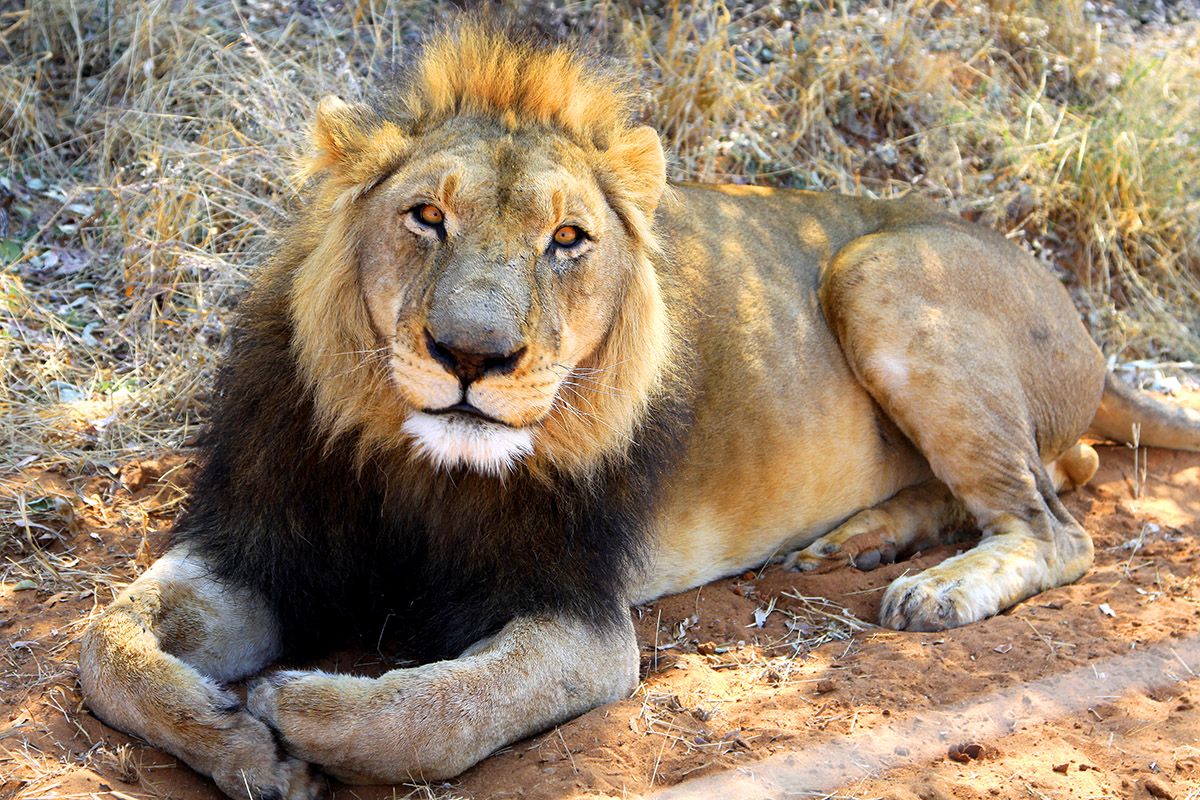 namibia/2015/gobabis_full_lion