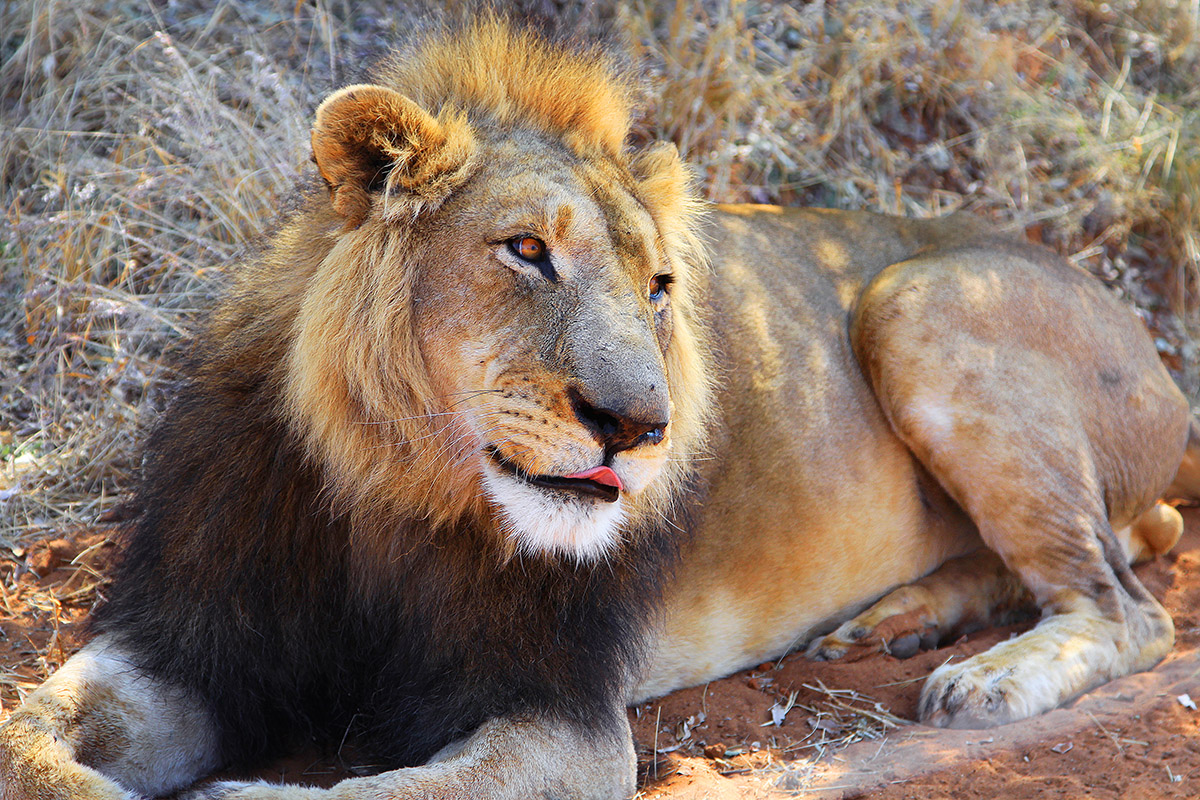 namibia/2015/gobabis_harnas_lion_close