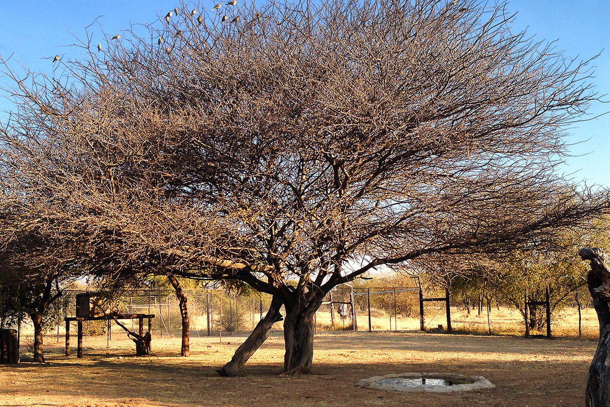 namibia/2015/gobabis_harnas_tree_branches