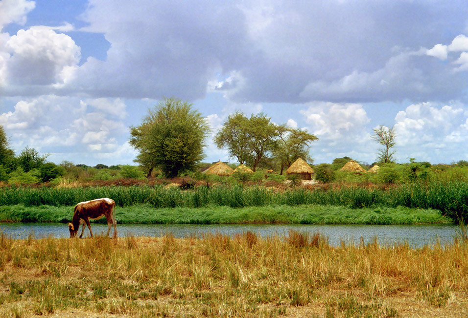 namibia/angola_village_day_cow