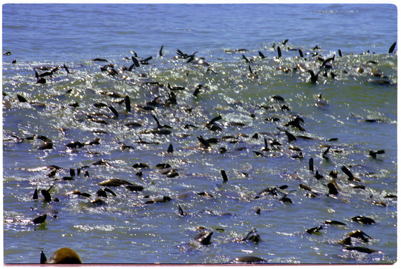 namibia/cape_cross_seals_water