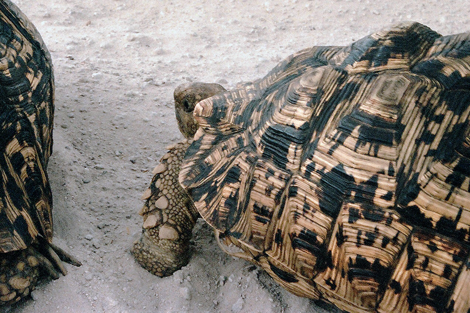 namibia/caprivi_leopard_tortoise