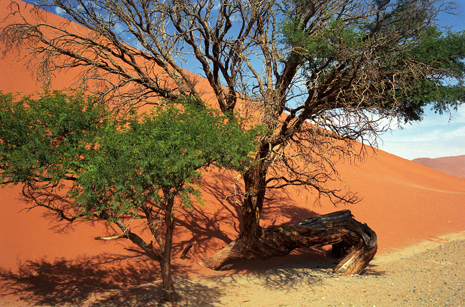 namibia/dune45_tree_close