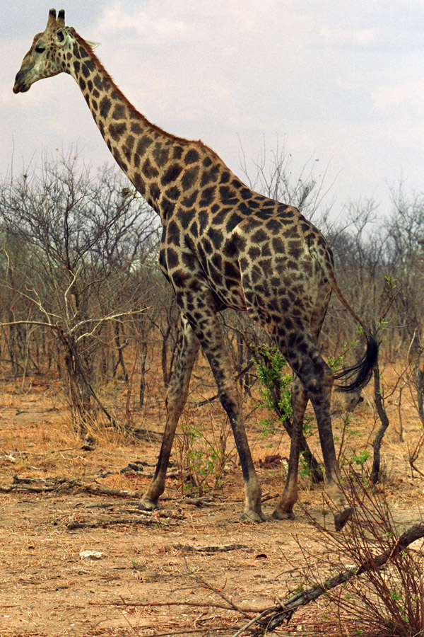 namibia/katima_mulilo_giraffe_nov15_98