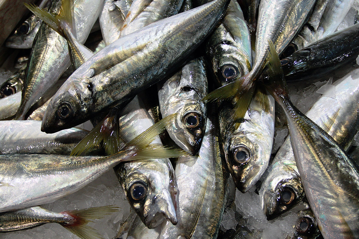 portugal/lagos_sardines