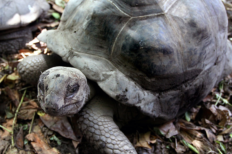 seychelles/praslin_turtle