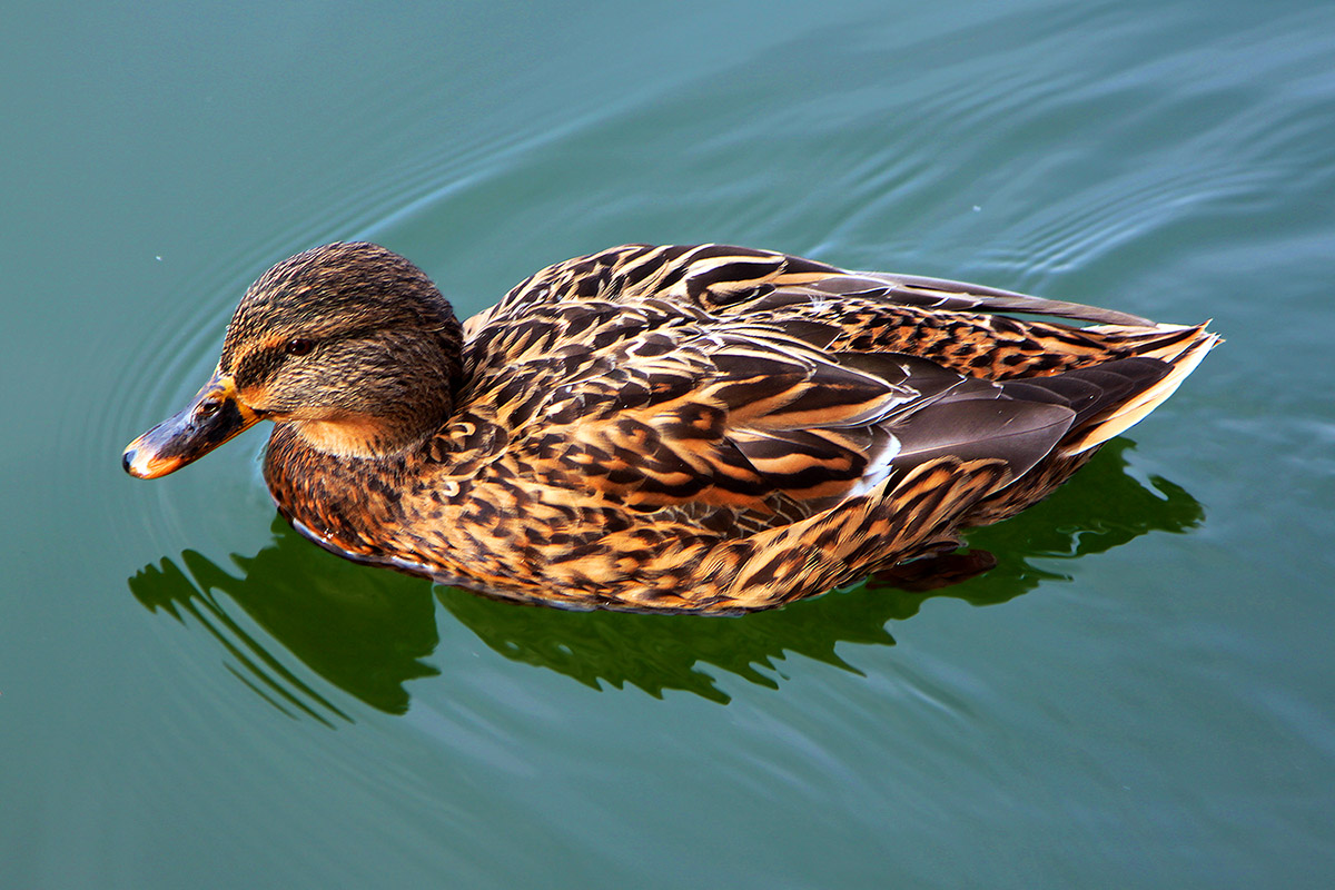 slovenia/lake_bled_duck