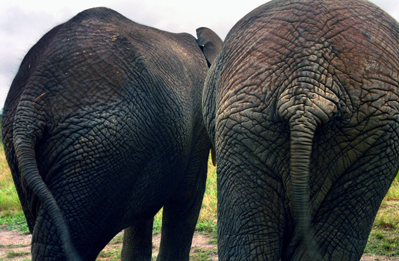 south_africa/elephants_behind