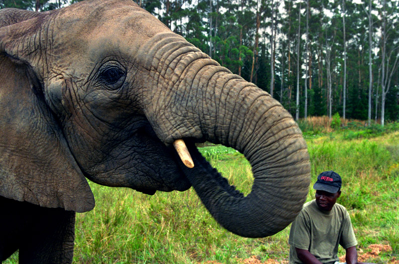 south_africa/elephants_eating