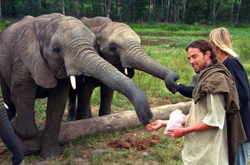 south_africa/elephants_marieke_feeding