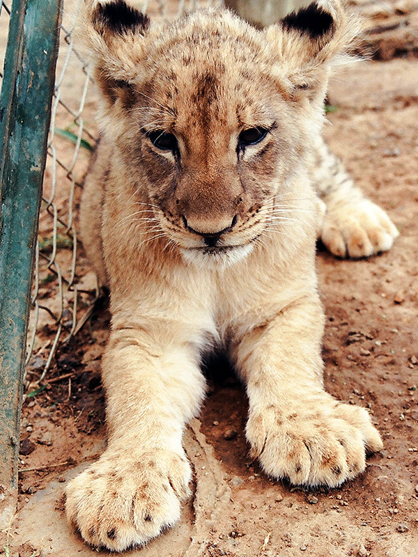 south_africa/lion_cub_resting_vert