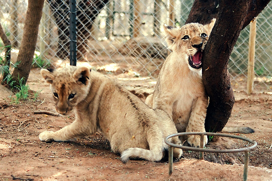 south_africa/lion_cubs