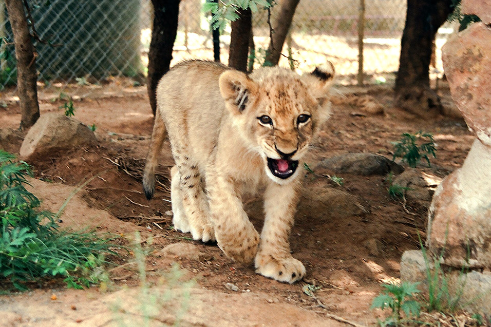 south_africa/lions_cub_walking